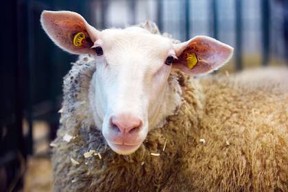 Российским зекам предложили выдавать овец для исправления