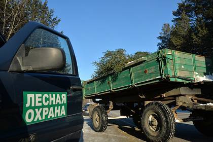 Россиянин получил условный срок за вырубку леса