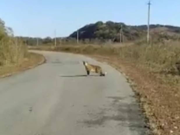 Видео: житель Приморья встретил леопарда с котятами
