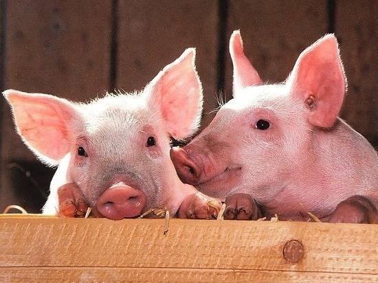 Человеку впервые пересадили кожу ГМО-свиньи