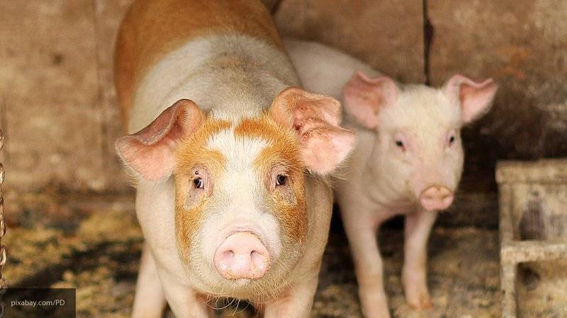 Кожа генетически модифицированной свиньи впервые применена для лечения ожогов