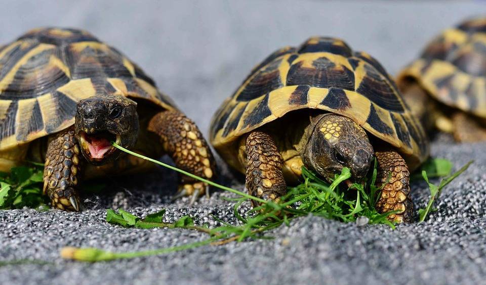 Более четырех тысяч редких черепах были найдены в гараже в Оренбурге