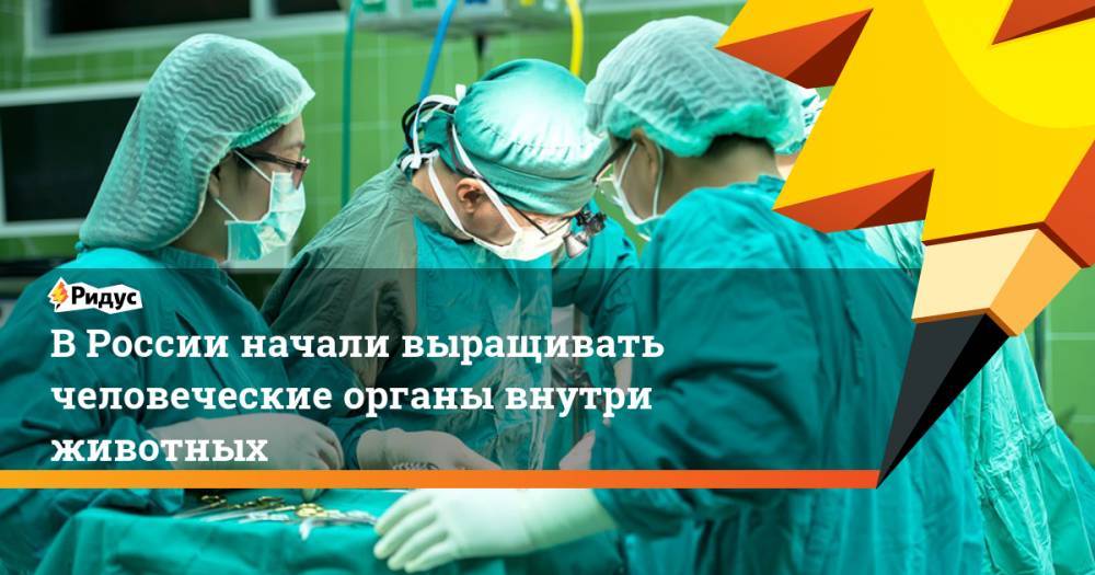 В России начали выращивать человеческие органы внутри животных