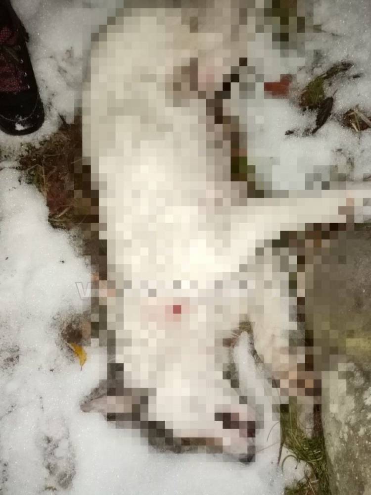 В Оленегорске неизвестный застрелил бездомного щенка и бросил тело у дороги
