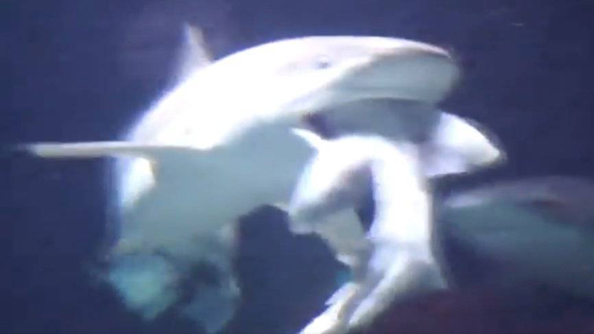 Рифовая акула проглотила сородича в зоопарке Антверпена, есть видео