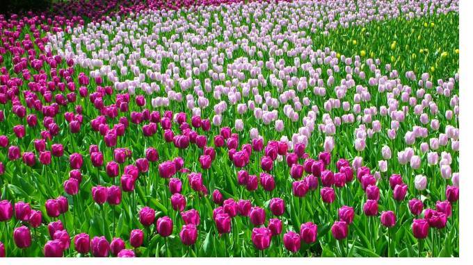 Фестиваль тюльпанов на Елагином острове вошел в десятку лучших в мире