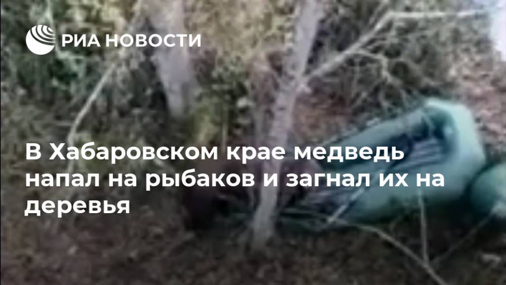 В Хабаровском крае медведь напал на рыбаков и загнал их на деревья