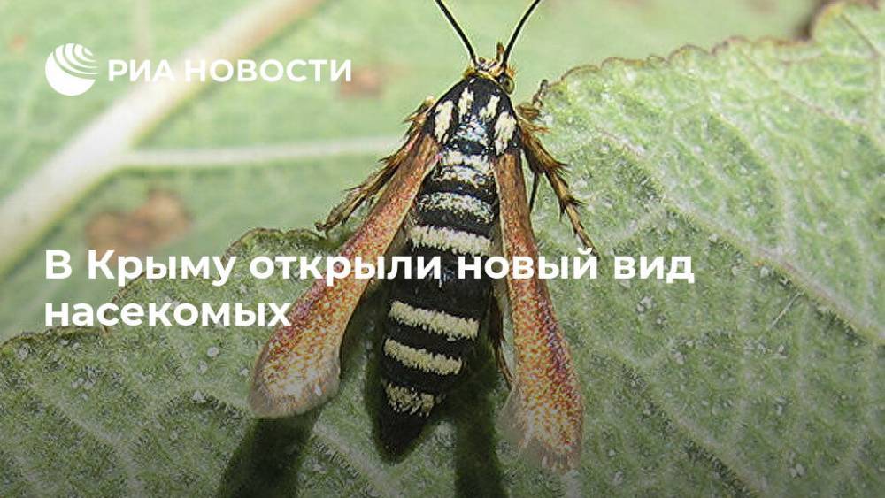 В Крыму открыли новый вид насекомых