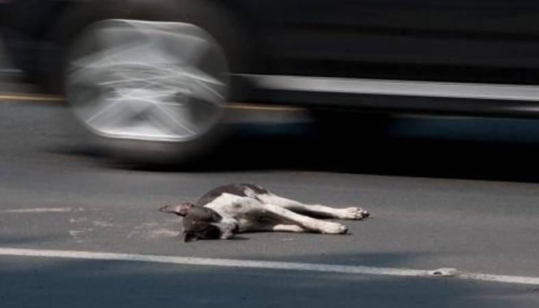 Жительницу Петрозаводска суд лишил прав за сбитую насмерть собаку
