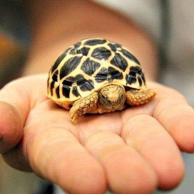 Четыре тысячи черепах спасли в Оренбургской области