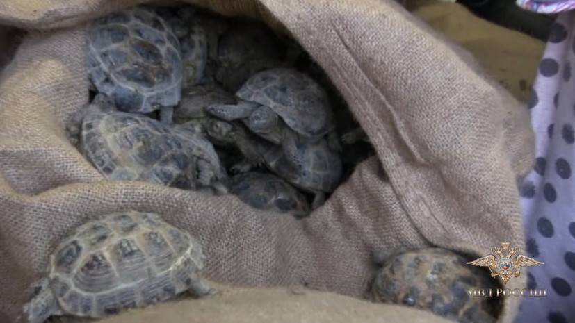 В гараже Оренбурга нашли четыре тысячи незаконно привезённых из Казахстана черепах