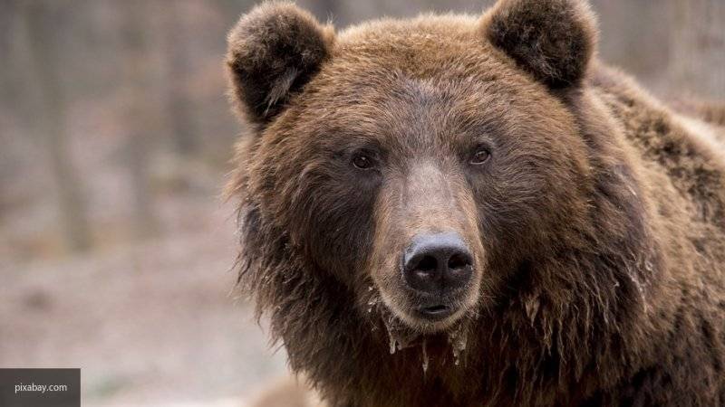 Медведь загнал двух рыбаков на дерево, один из мужчин снял инцидент на видео