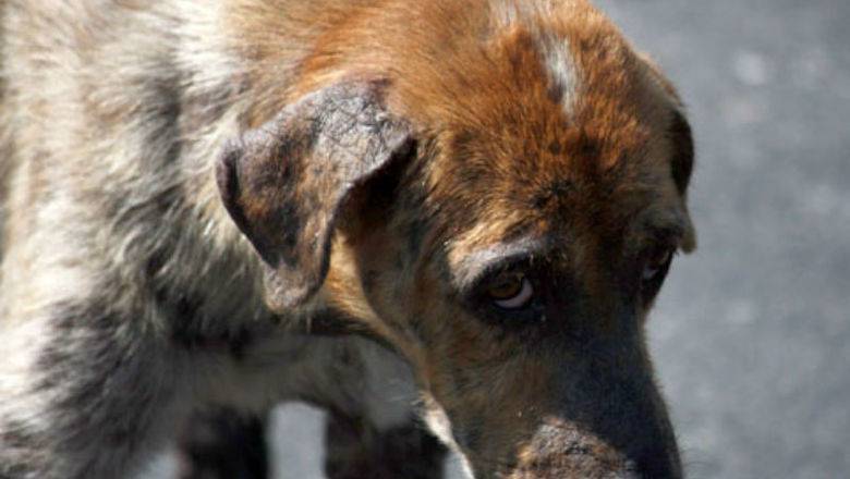В Башкирии бизнесмен, обязавшийся приютить бездомных собак, убивал их во время отлова - newizv.ru - Башкирия - район Белебеевский