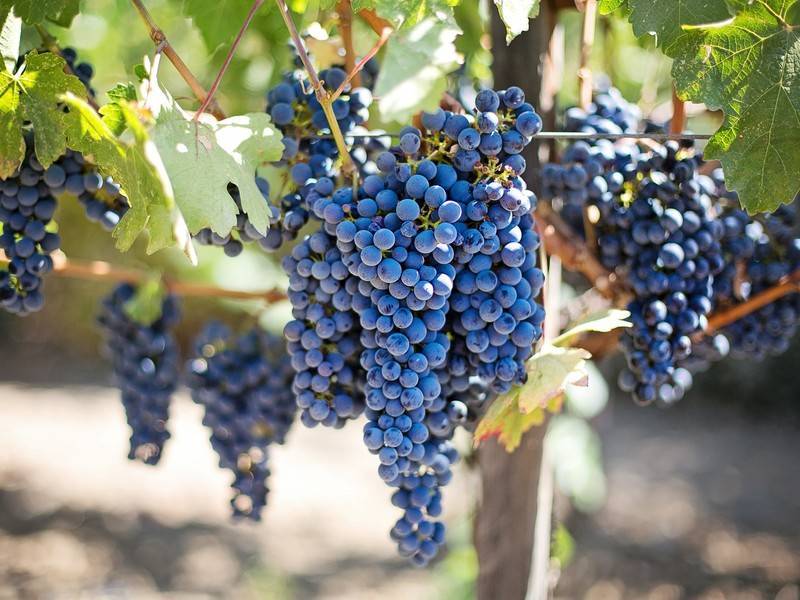 В России появится отрасль виноградарства и виноделия