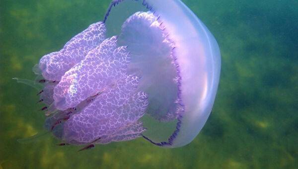 Глубоководную медузу с «пассажиром» запечатлели на видео
