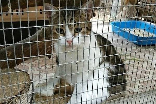 В Туле следователи потеряли кота-«наркокурьера»