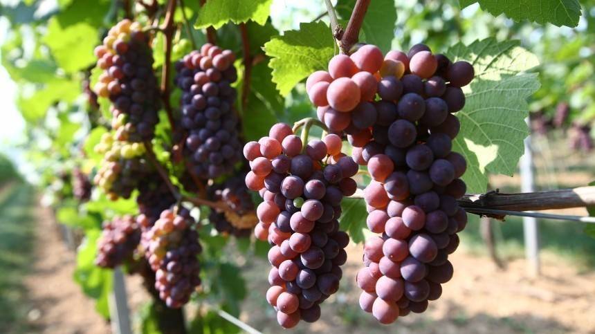 В Госдуму внесли новый законопроект о виноградарстве и виноделии