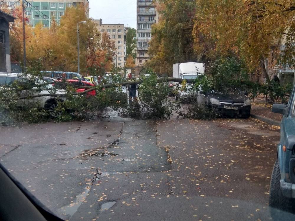 Сломленное дерево помяло автомобили во дворе на Индустриальном