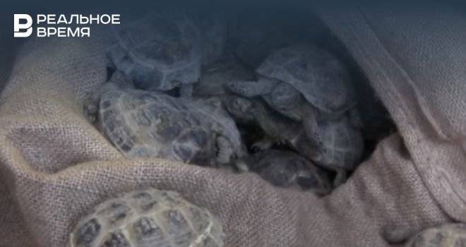 В Оренбурге полиция обнаружила в одном из гаражей 4 тысячи черепах