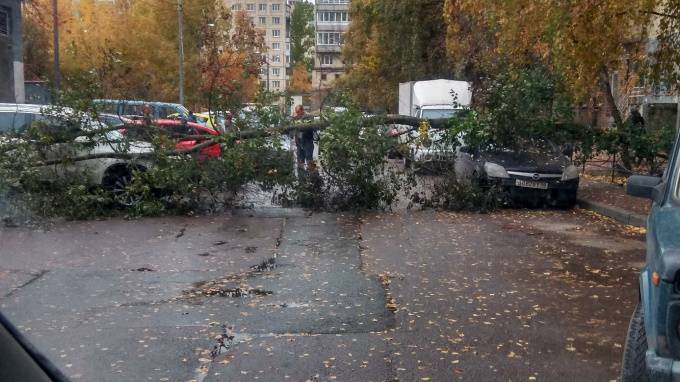 В Красногвардейском районе дерево рухнуло на припаркованный автомобиль