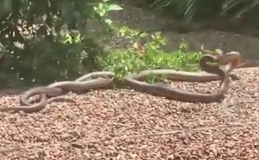 Видео: схватка ядовитых змей за самку до смерти напугала женщину