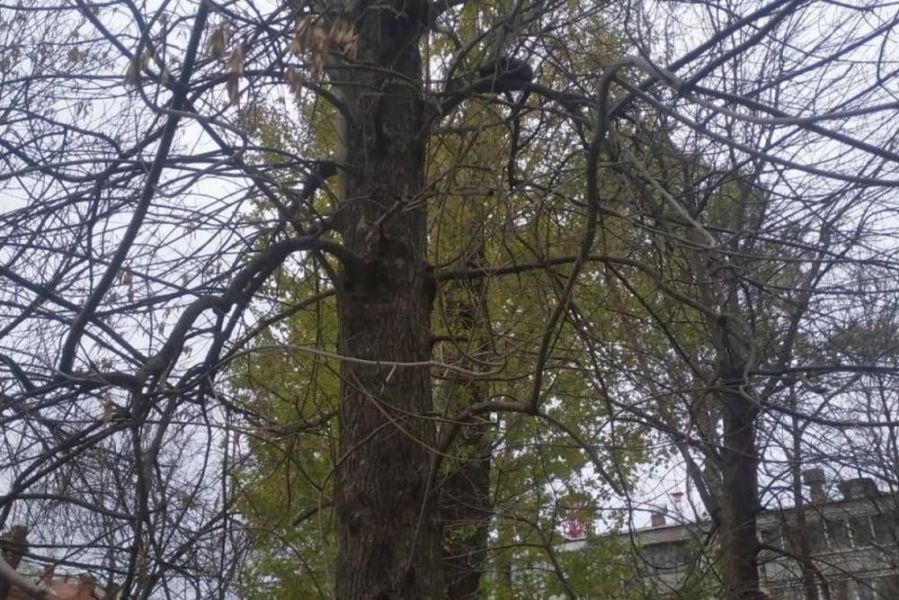 Спасатели сняли с дерева котенка в Череповце