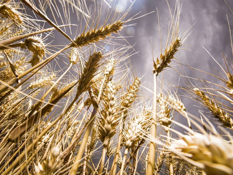 Россельхознадзор пока не выдаёт сертификаты на экспорт пшеницы во Вьетнам