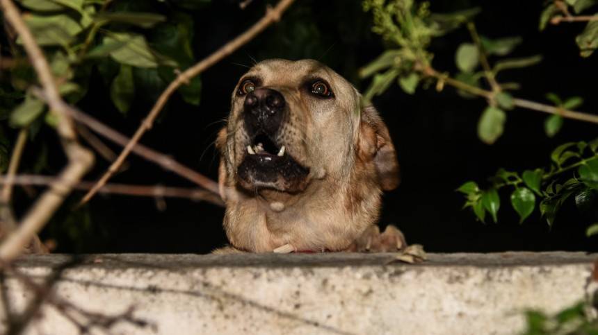 Бродячие собаки съели пенсионерку в Перми, найти удалось только кисть руки