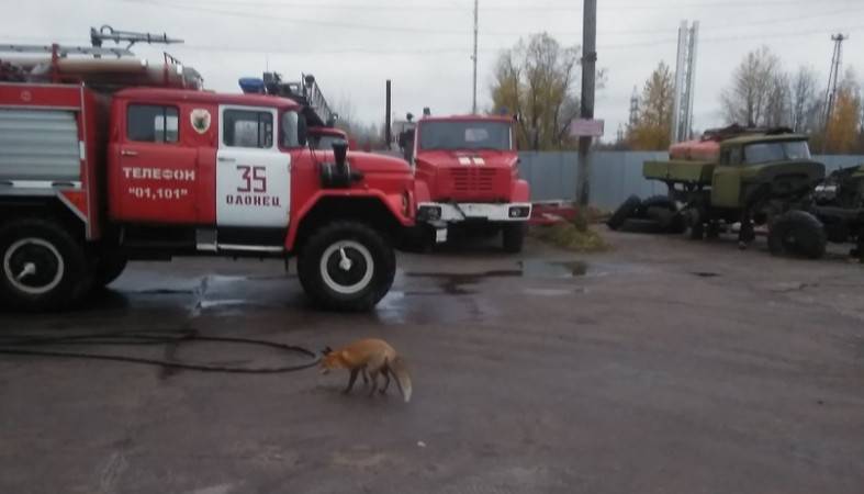 Пожарные Олонца приняли в свой дружный коллектив рыжую гостью - 365news.biz