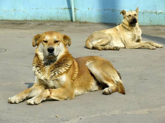 Пермские следователи прокомментировали информацию о растерзанной собаками пенсионерке
