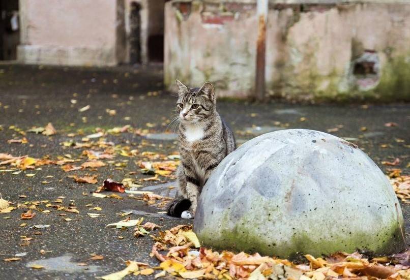 Общественники Петербурга и Москвы призвали правительство спасти кошек от замерзания