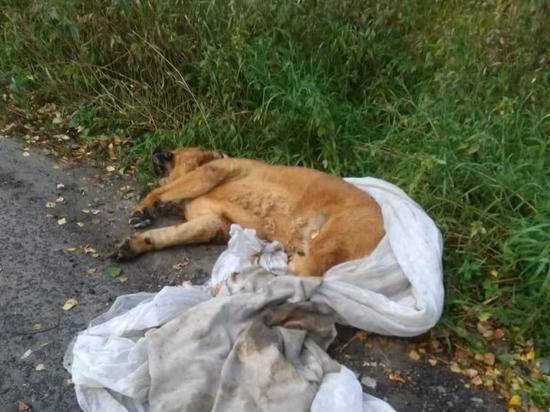 Лже-ветеринар выбросила мертвую собаку, решив сэкономить на кремации