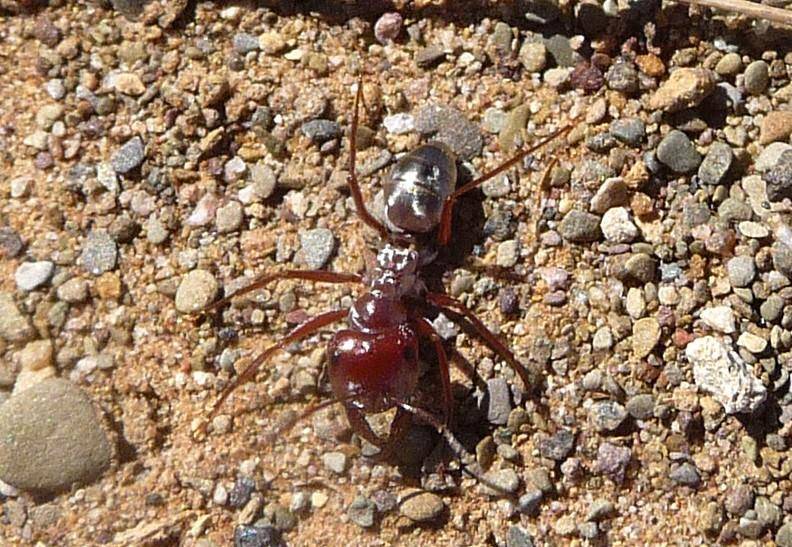 Ученые обнаружили самого быстрого муравья в мире - Cursorinfo: главные новости Израиля - cursorinfo.co.il