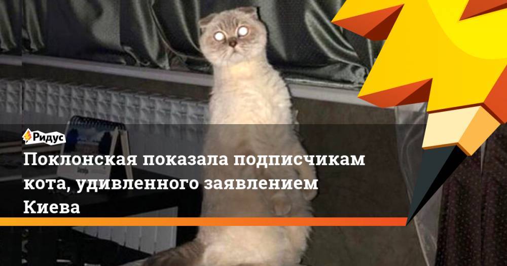 Поклонская показала подписчикам кота, удивленного заявлением Киева