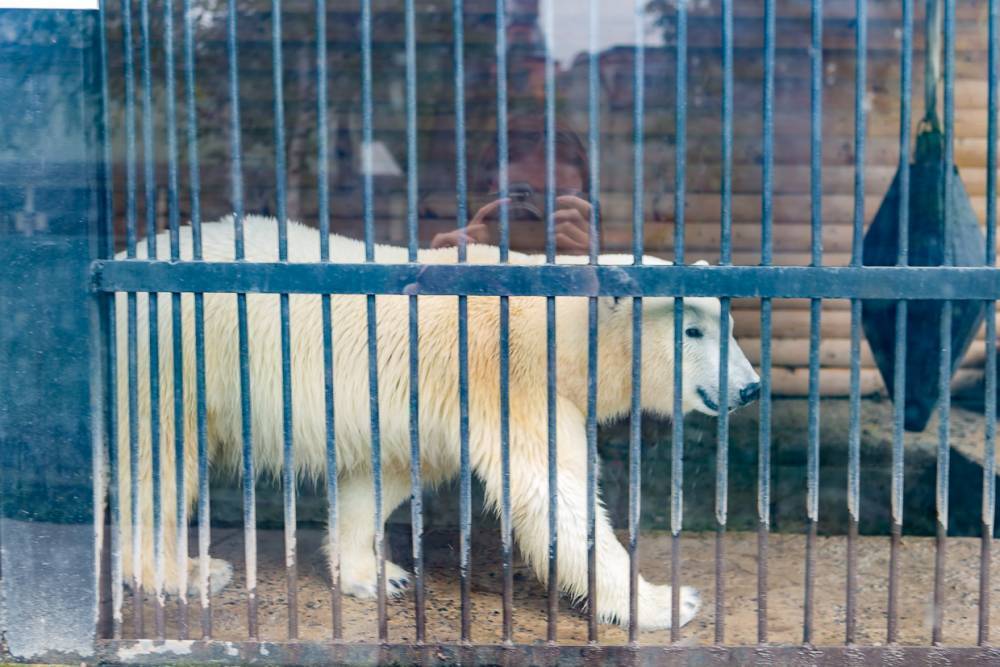 Ленинградский зоопарк изменил дни бесплатного посещения для многодетных семей