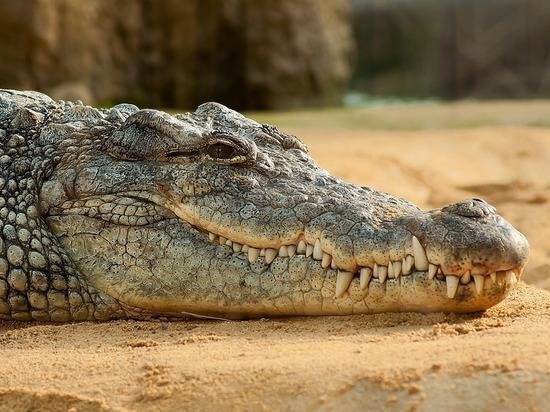 Мертвый сельский крокодил: защита диких животных в России провалилась