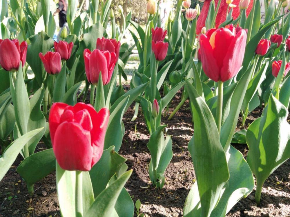 На Большом проспекте и Наличной улице высадят 20 тысяч тюльпанов