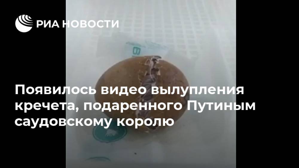 Появилось видео вылупления подаренного Путиным уникального кречета