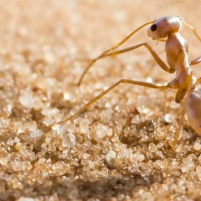 Немецкие ученые нашли в Сахаре "скоростных" серебристых муравьев