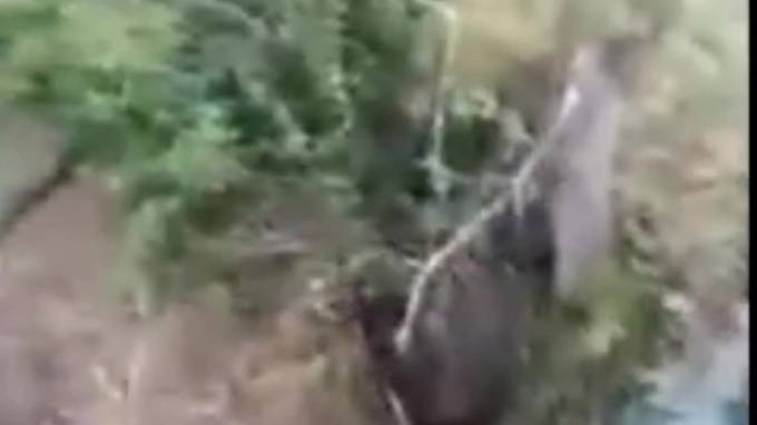 Видео: Медведь загнал рыбаков на дерево в Хабаровском крае