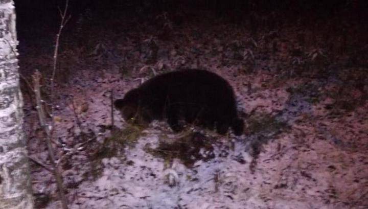 Полицейские застрелили устроившего забег по Ухте медведя