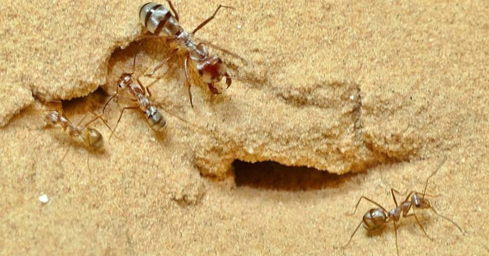 Найден самый быстрый муравей