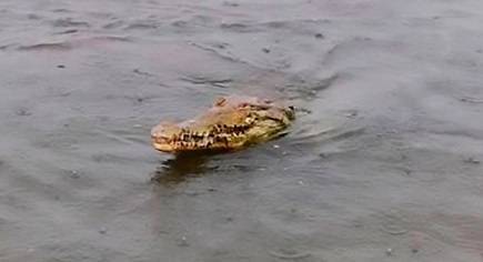 Видео: мужчина поймал полотенцем крокодила, пугавшего серферов