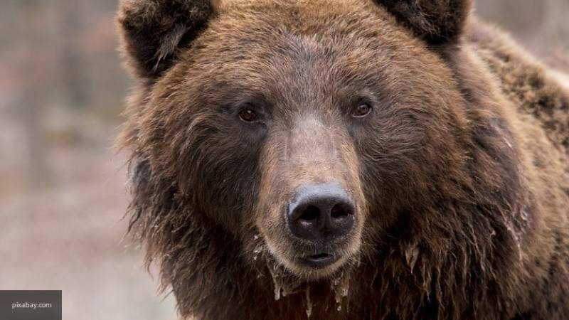 Два жителя Курильских островов стали жертвами нападения медведицы