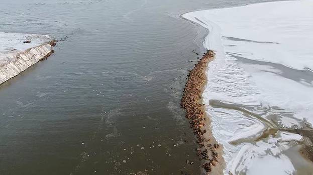 Свыше тысячи моржей впервые обнаружены на лежбище на Ямале