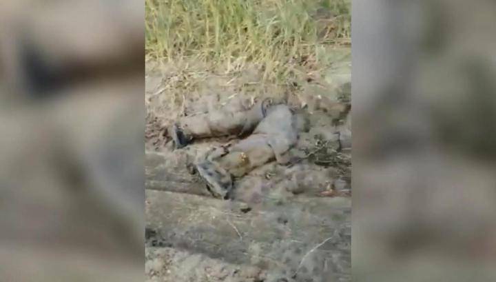 Медведица напала на ловивших крабов солдат на Курилах