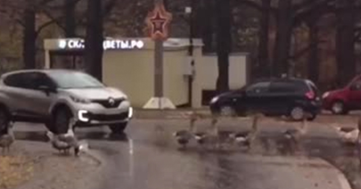 Под Москвой перекрыли дорогу ради гусей
