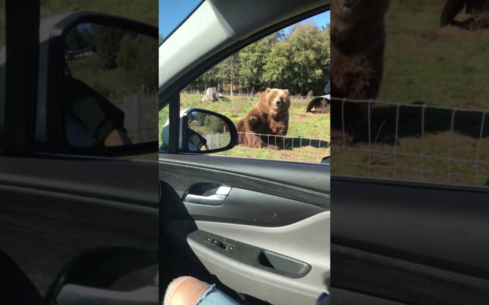 Медведь улыбнулся пассажирам машины и помахал лапой в ответ