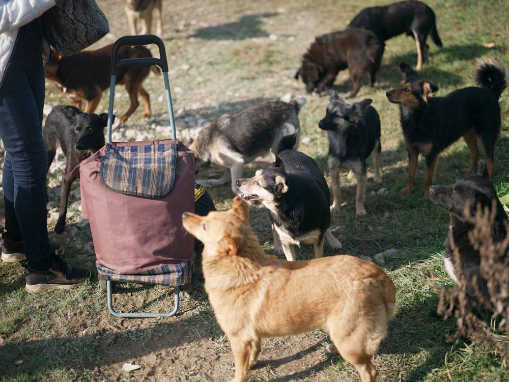 В Перми бродячие собаки съели пропавшую 80-летнюю пенсионерку