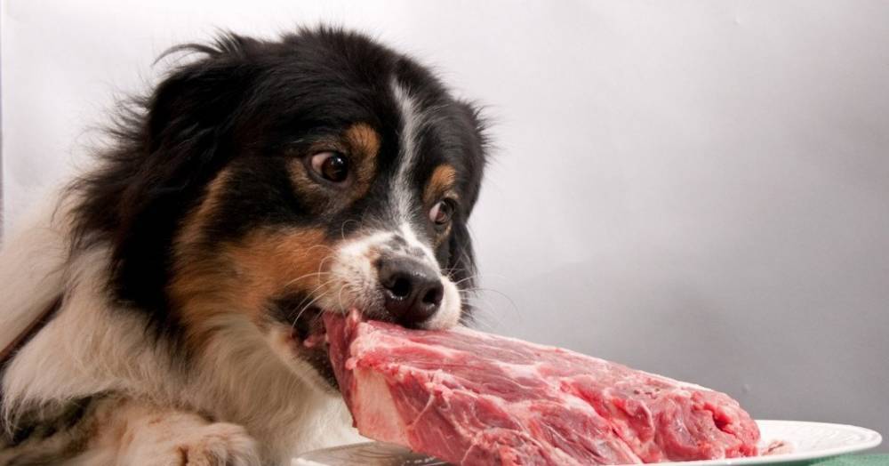 Собачий корм из&nbsp;мяса оказался опасен